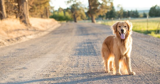 Golden retriever som står på en grusväg i solsken