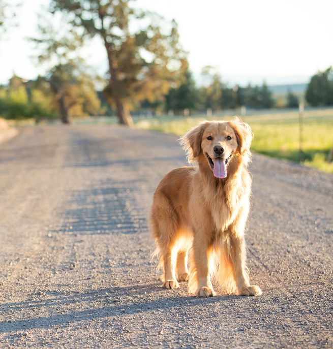 Golden retriever som står på en grusväg i solsken