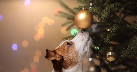 Jack russell terrier som nosar på en julgranskula som hänger i julgranen