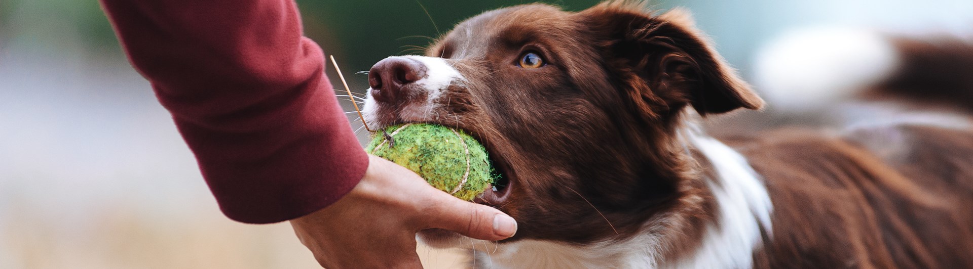 Aussie lämnar boll i handen