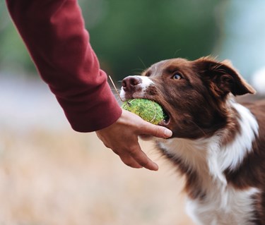 Aussie lämnar boll i handen