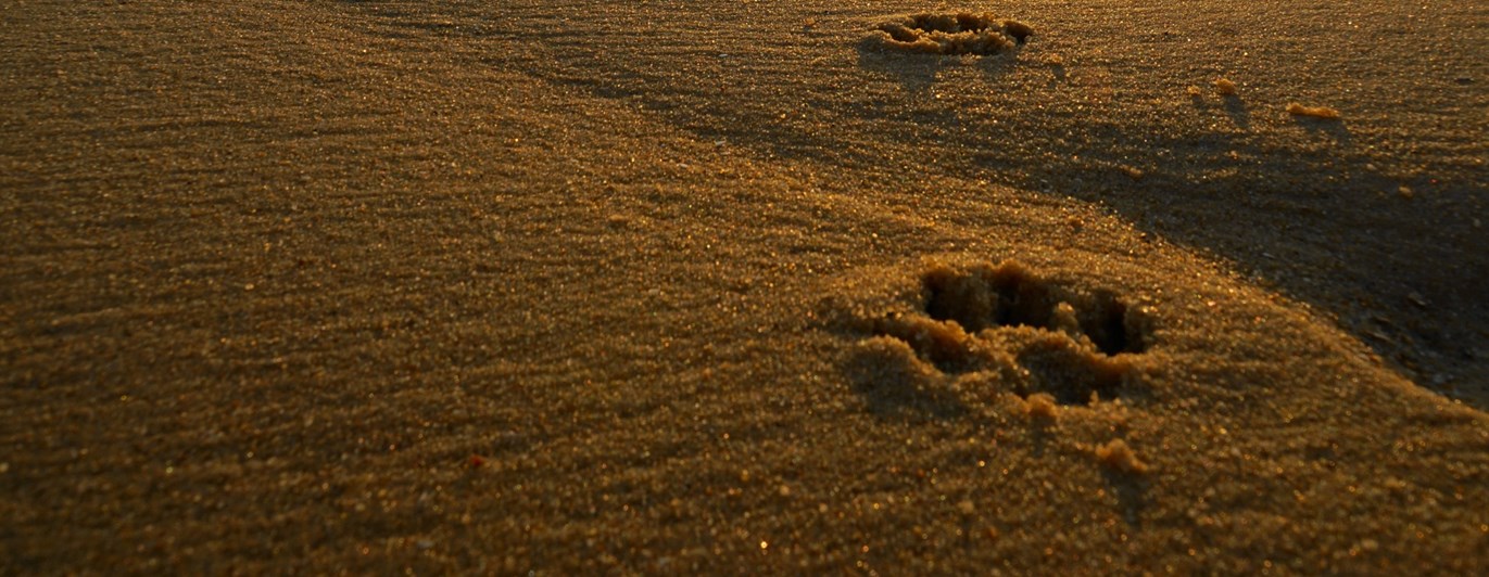 Bild som visar tassavtryck i sand.