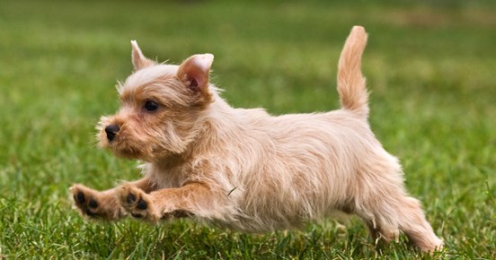 Norfolkterrier som springer på en grön gräsmatta