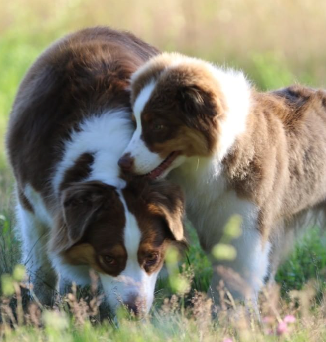 Australian Shepherd