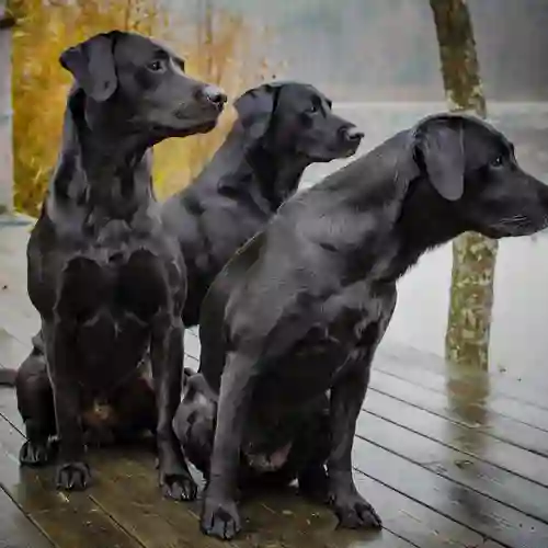Labradorer vid vatten