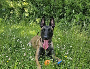 En glad Malinois med boll i gräset