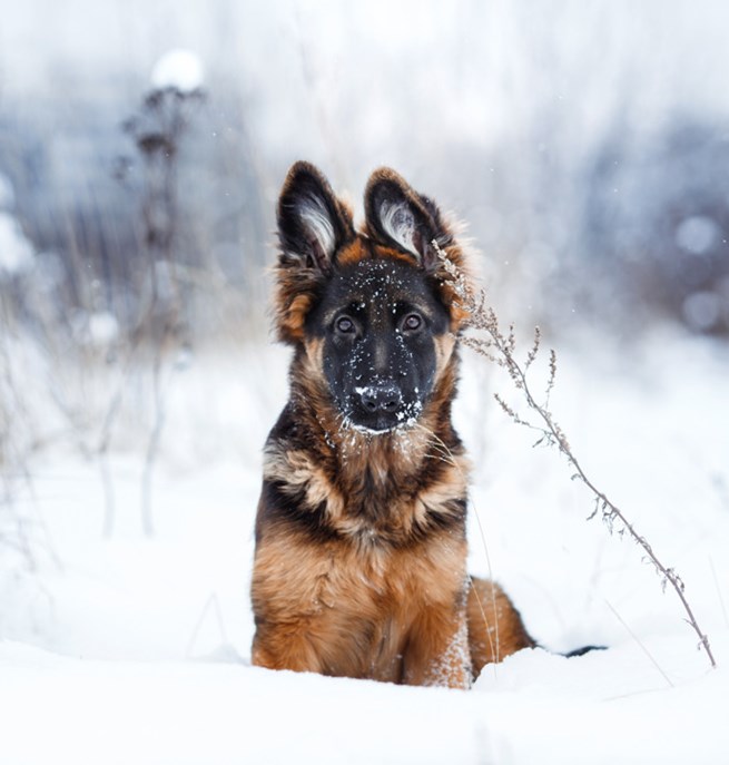 Schäfervalp som sitter i snön