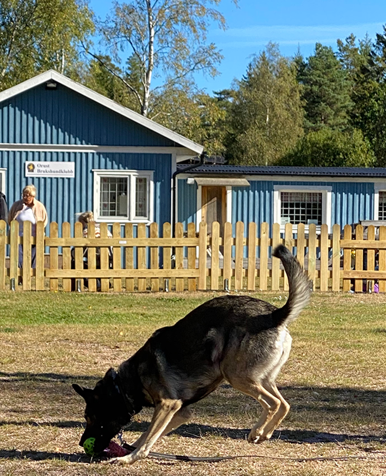 Angela och schäfern Aika tränar på Orust Brukshundklubbs appellplan. I bakgrunden syns det blå klubbhuset.