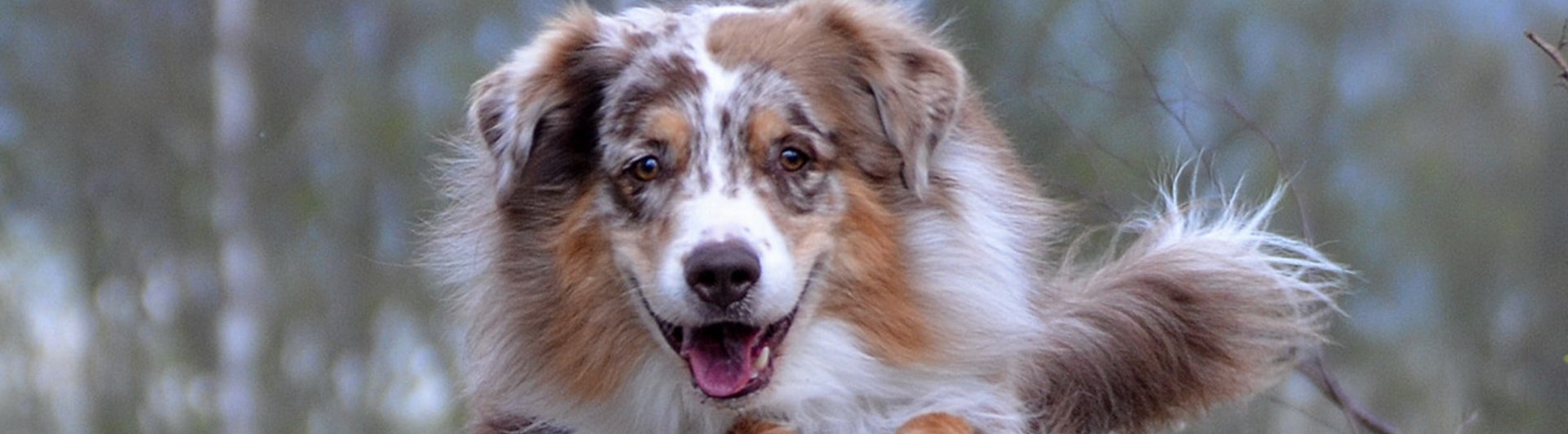 Australian Shepherd som hoppar över en trädstam i skogen