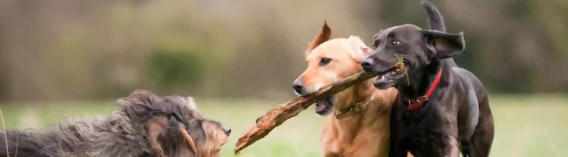Tre hundar som leker med en pinne