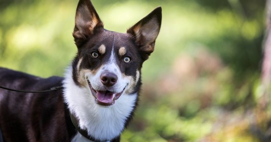Foto på en patrullhund på Hundtjänstskolan. Fotograf Nils-Petter Nilsson.