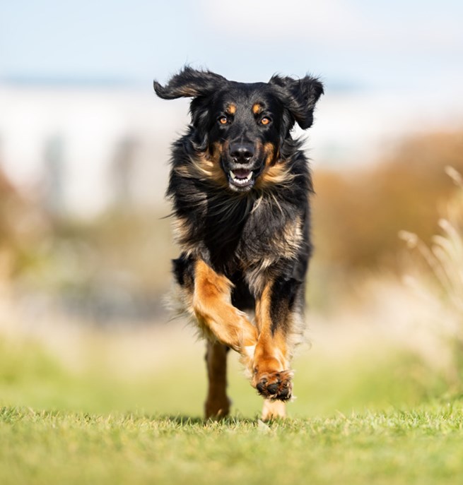 En hovawart som springer