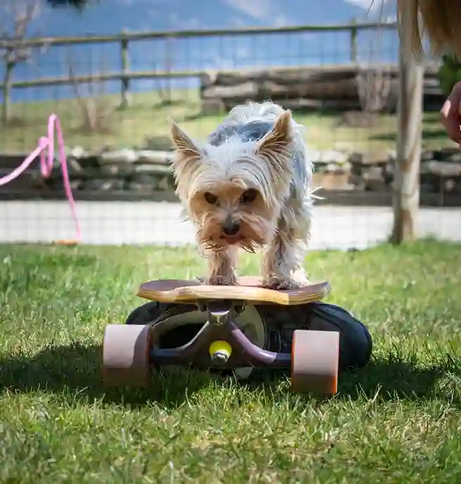 Liten hund som åker på skateboard