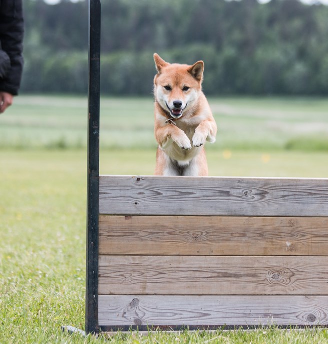 Shiba som hoppar över det täckta hopphindret