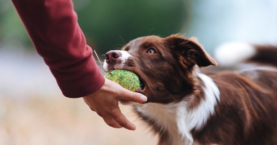 Aussie lämnar boll i handen