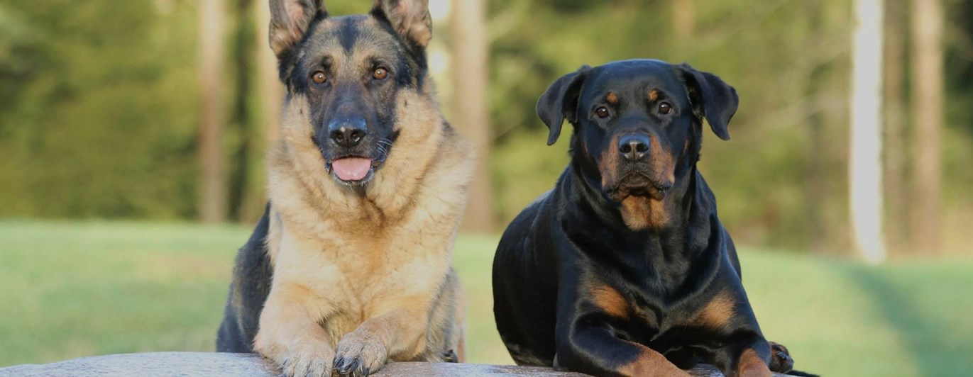 Schäfer Rottweiler