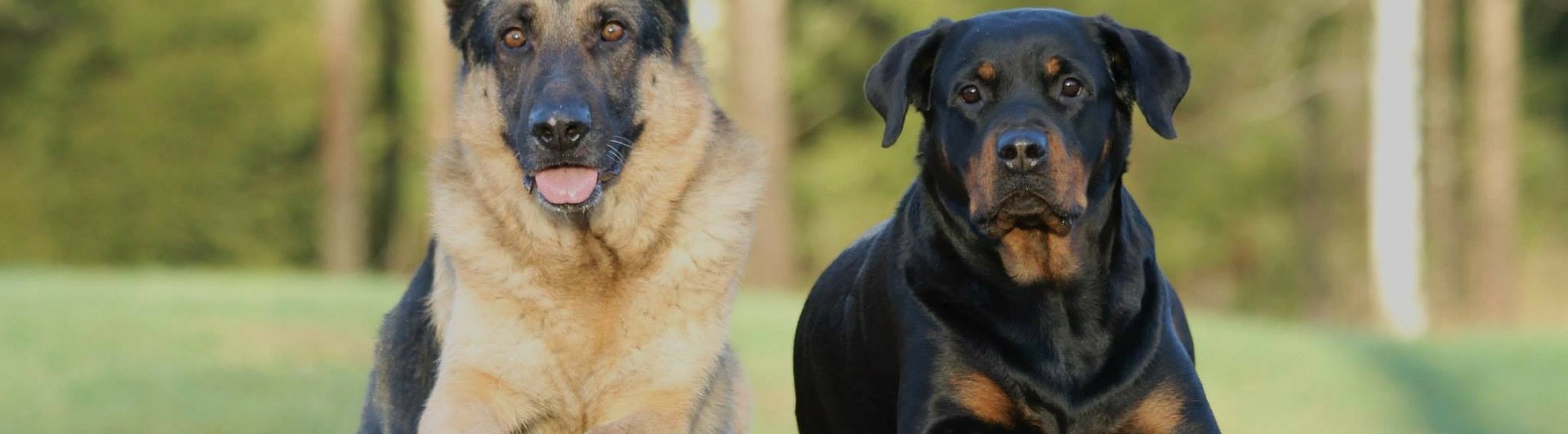 Schäfer Rottweiler