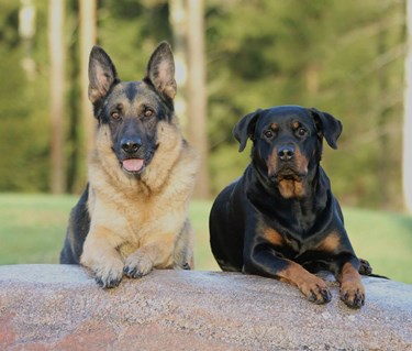 Schäfer Rottweiler