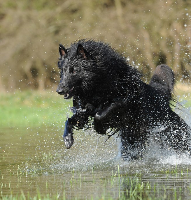 Bild som visar en springande belgiskvallhund/groenendael som springer i vatten.