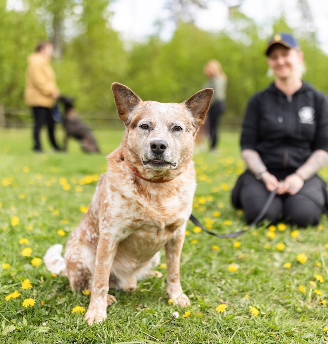 Australian cattledog som tittar in i kameran med sin matte i bakgrunden