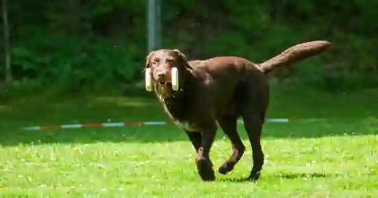 Labrador som springer med en apport mot föraren
