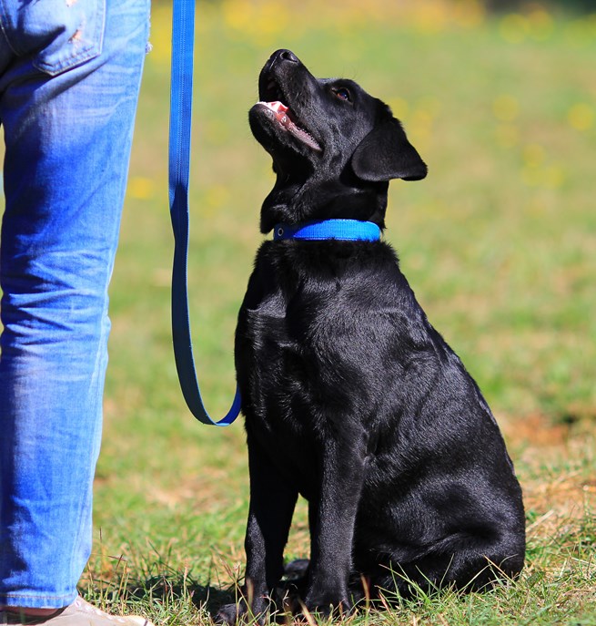 Valp sitter framför människa och tittar upp