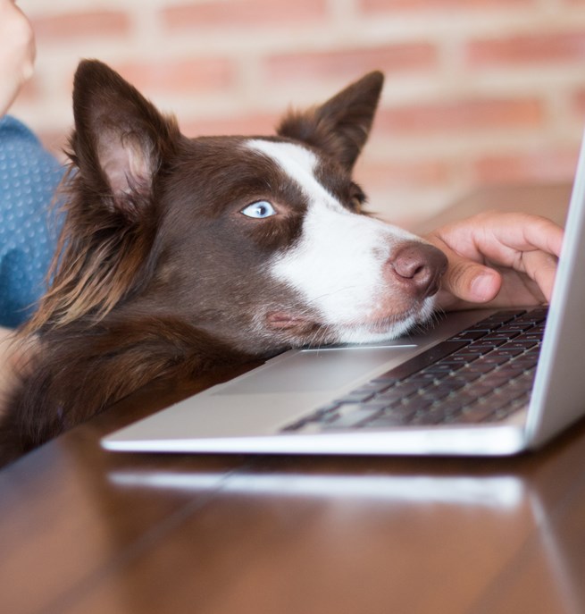 Brunvit border collie som tittar på en dator