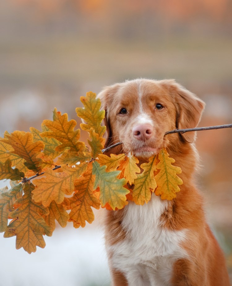 Nova Scotia Duck Tolling Retriever som apporterar en kvist med höstlöv