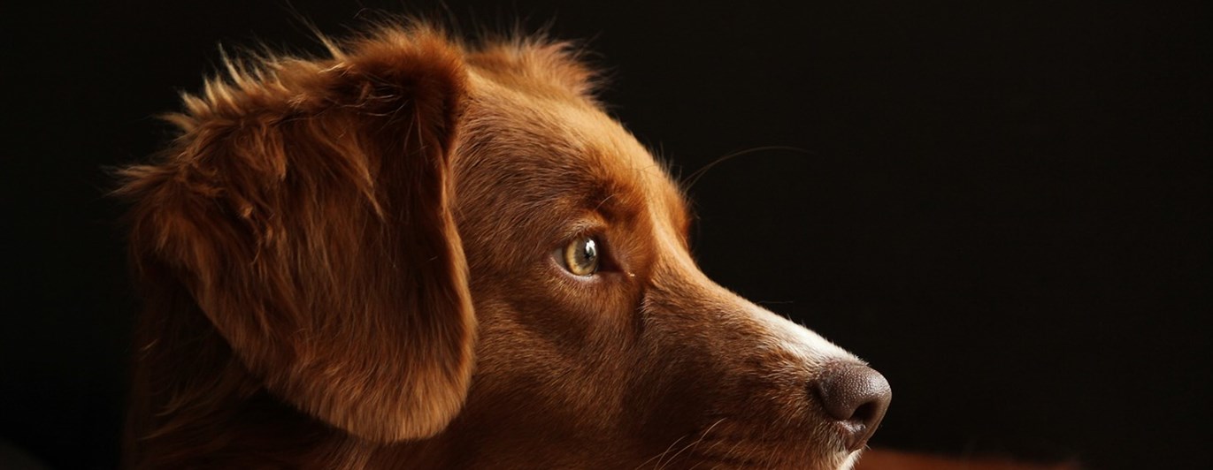 hund retriver