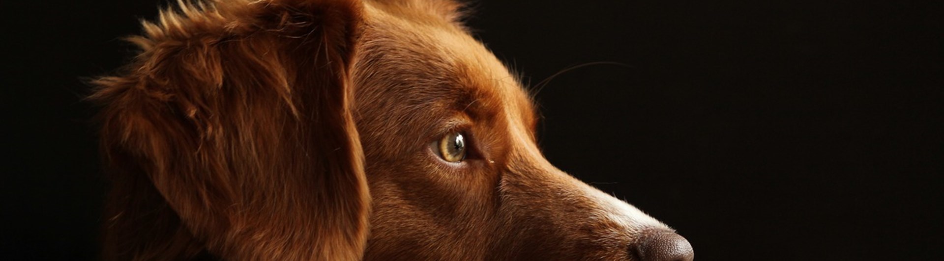 hund retriver