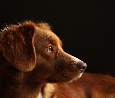 hund retriver