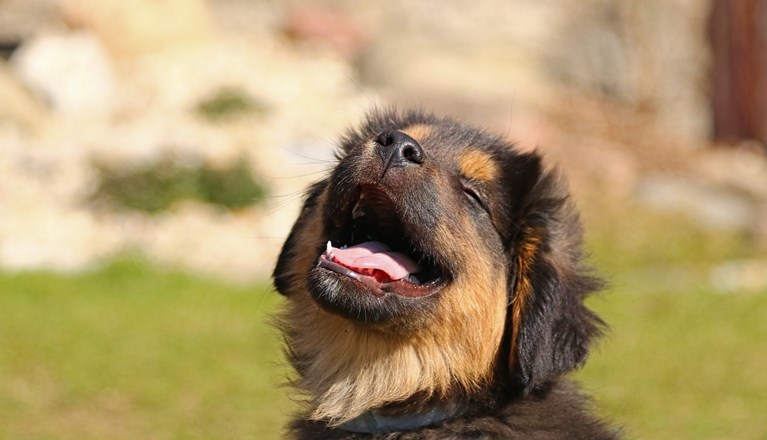 glad hund