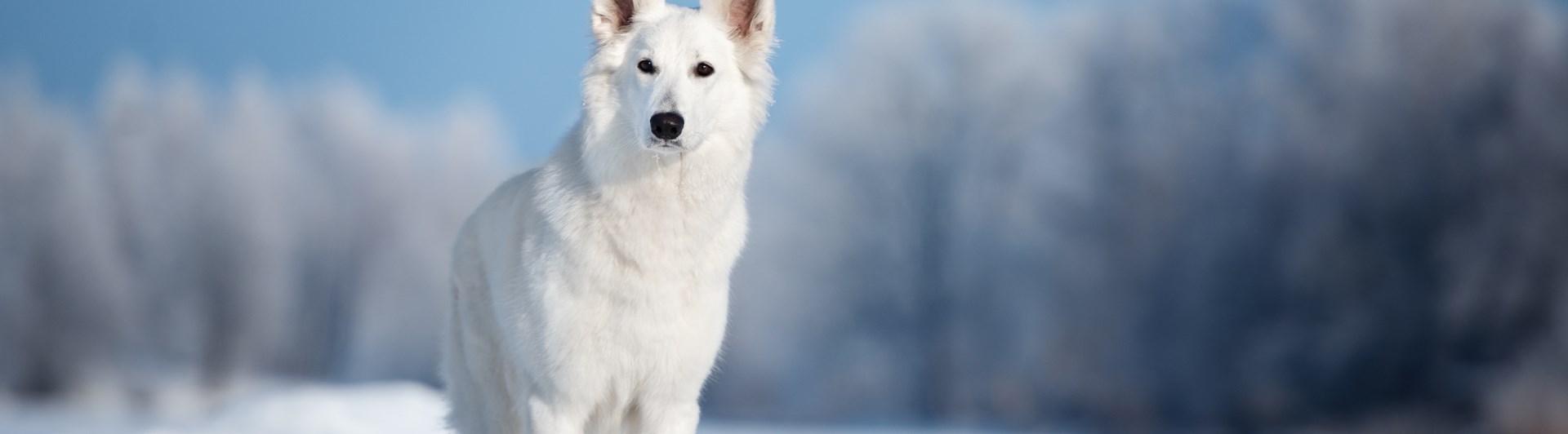 Vit herdehund som står ute i snön