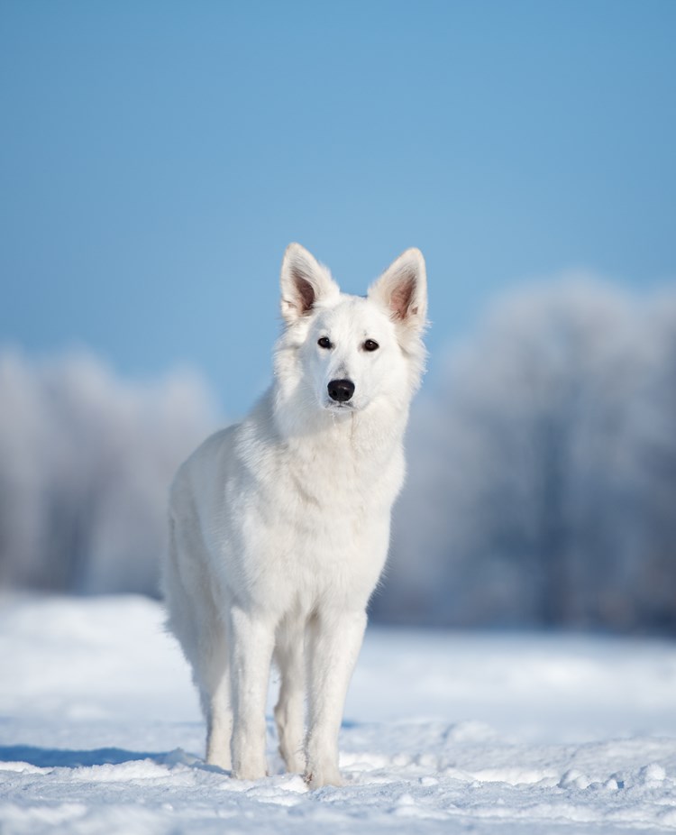 Vit herdehund som står ute i snön