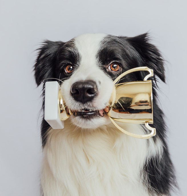Border collie som apporterar en guld-pokal