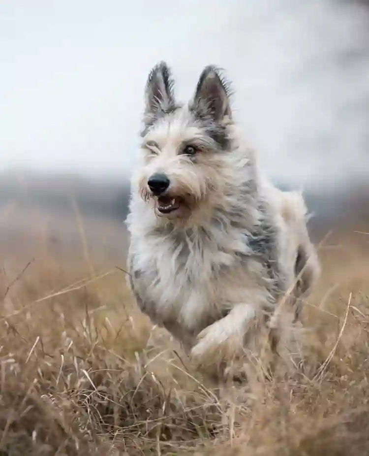 Bild på hund som springer.